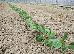 うすいえんどうまめ発芽