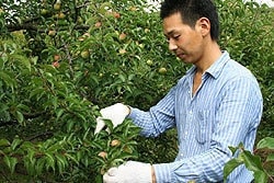 南高梅青梅収穫スタート