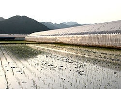 田植え水田風景