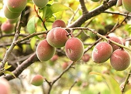 寒の戻りの被害