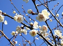 南高梅開花