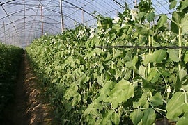 うすいえんどう栽培