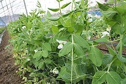うすいえんどう開花