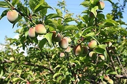 梅への肥料やり