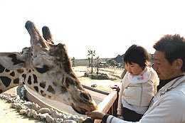 子どもとキリン