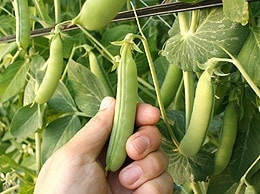 うすいえんどう販売開始