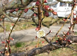 梅の木の剪定
