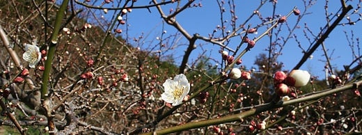 南高梅の花