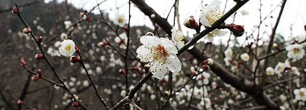 南高梅花