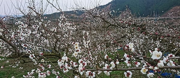 梅畑開花