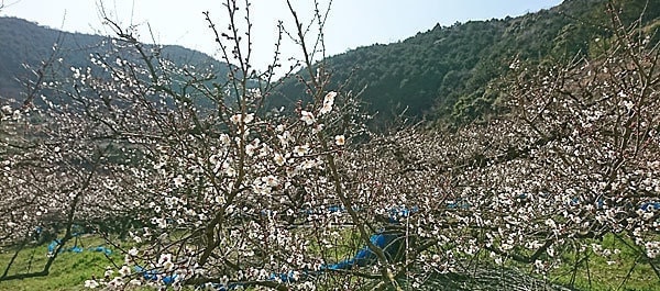 咲き誇る梅の花