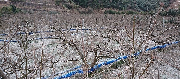 寒波の中の梅の木